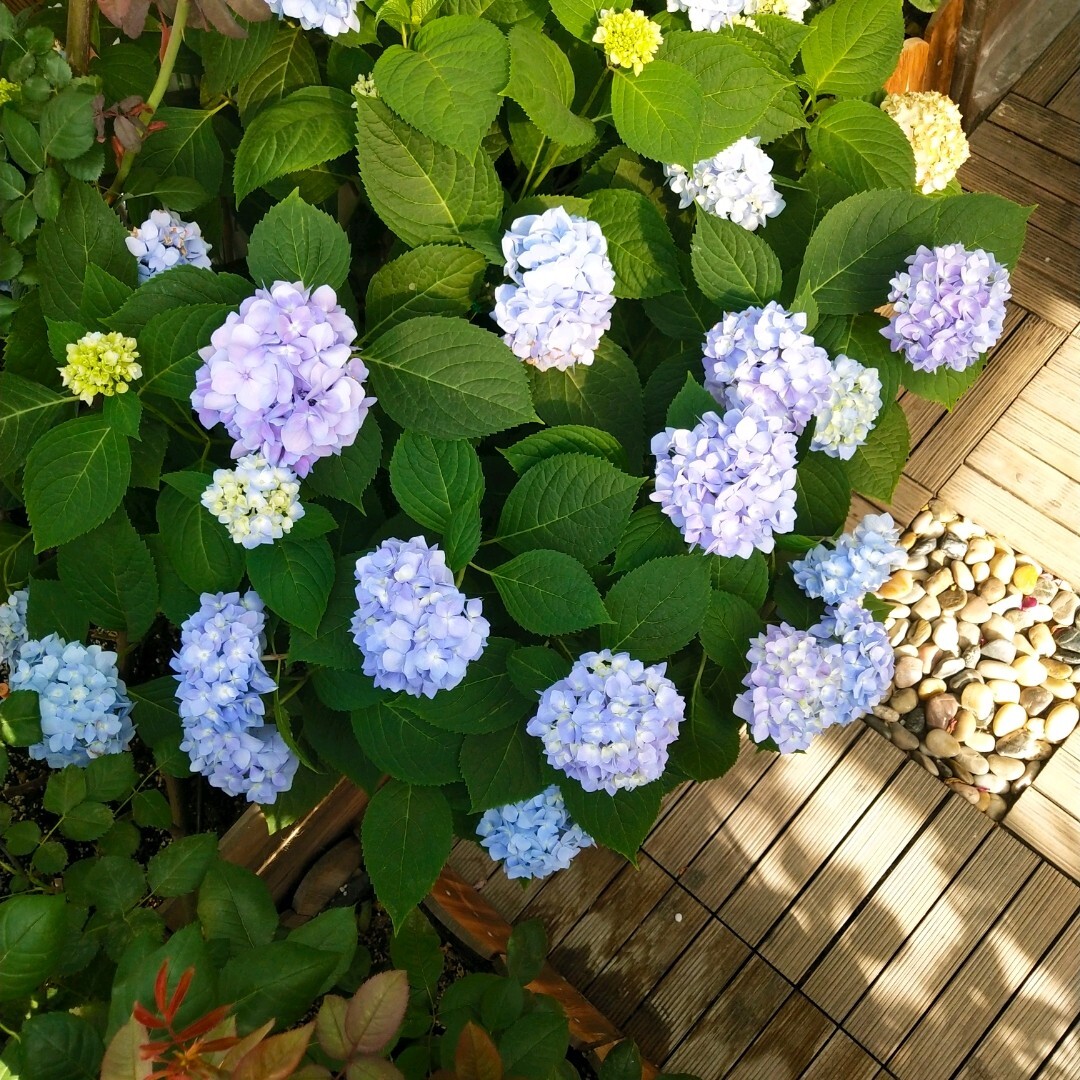 五年前买了顶楼,送了个10㎡小露台,自己折腾成空中花园,太美了