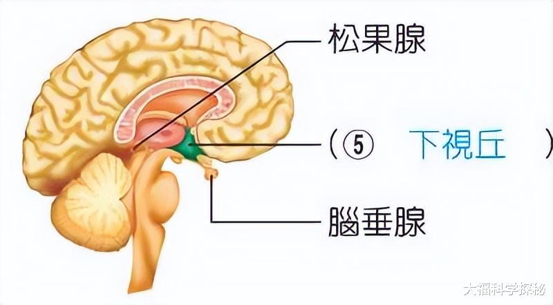 人类真的有第三只眼?它隐藏在大脑内部,怎样打开第三只眼?