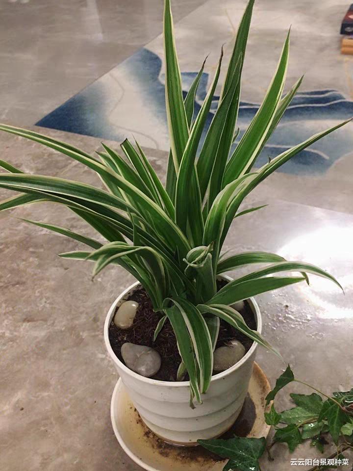 适合净化室内空气的植物主要有哪些?尤其是新房装修完即将搬家