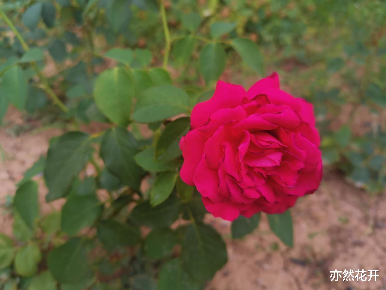 |职场写作:项目总结报告的写作技巧