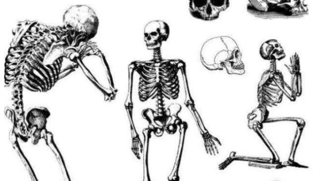 人类普遍都有206块骨头,为什么中国人只有204块?缺了哪两块呢?