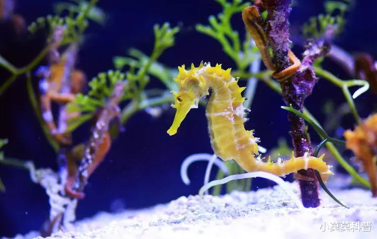 盘点世界上最美丽的十种海洋生物,每个都超乎想象,你见过几个?