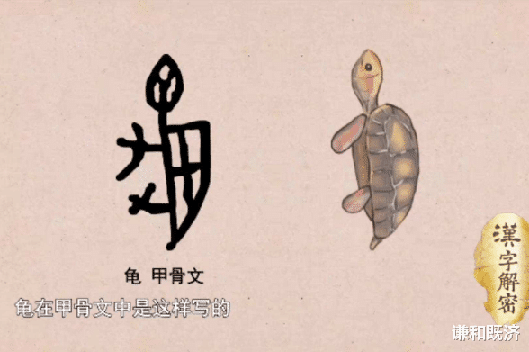天圆地方之乌龟壳,这是一个行走的小宇宙,以及五花八门的养生学