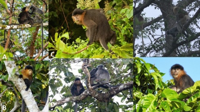 婆罗洲发现杂交神秘猴子，可以生育！科学家：人类或需要负责