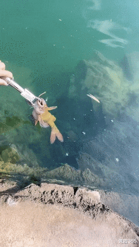 广西|半米长3斤重，男子户外野钓意外收获“黄颡鱼王”，最后如此处置