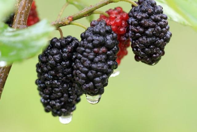 桑葚|桑葚这个你不知道的功效,现在吃,正当时