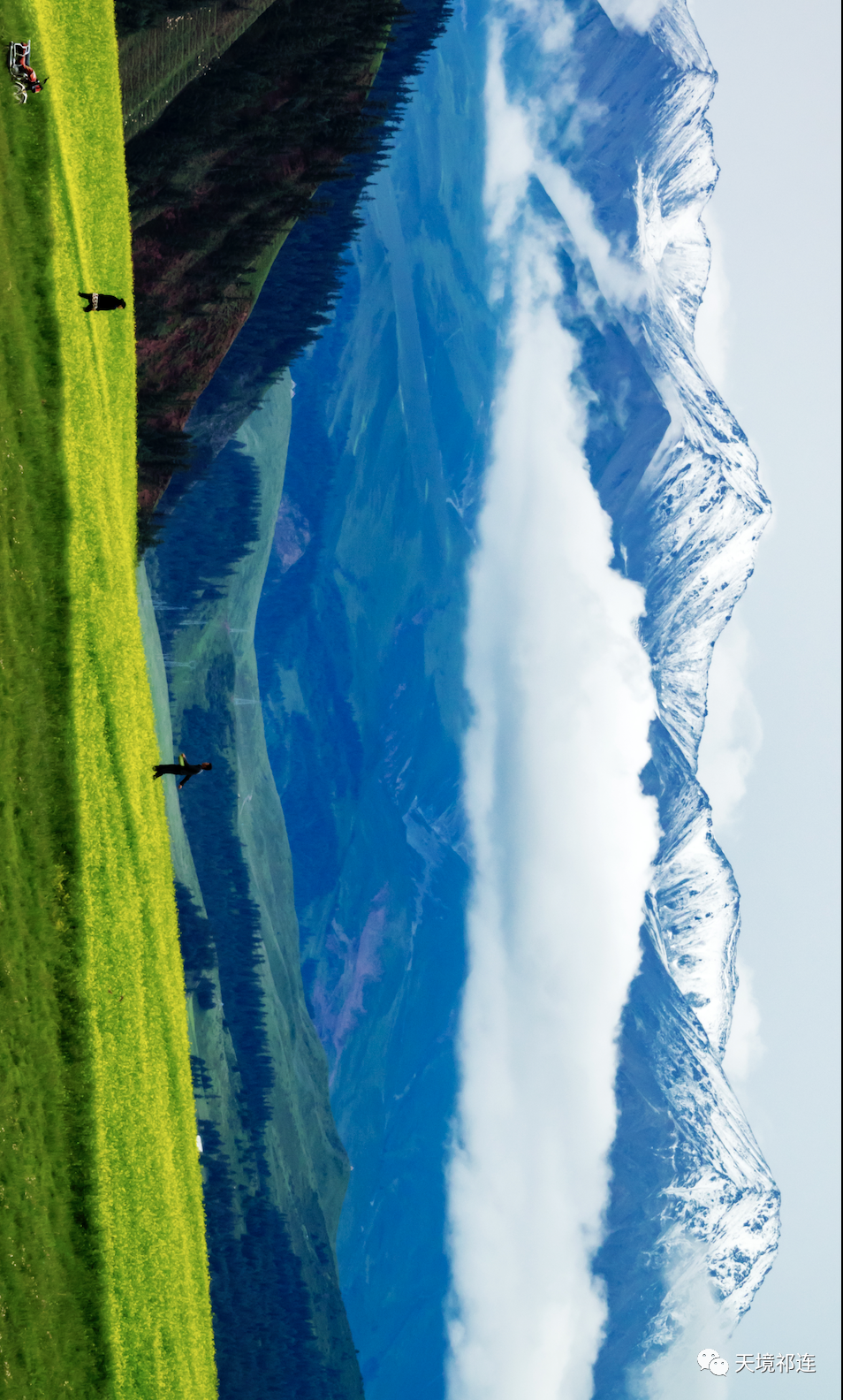 油菜花|误闯入一片祁连花“海”,被卓尔山下这片油菜花田美醉了!