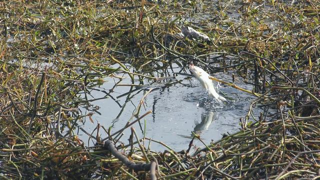 |别人浅水连杆，你却深水没口，符合这些情况切记不要钓深水