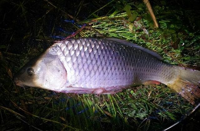 鲫鱼|夜钓用灯好还是电子漂好？看看我怎么说，结局完全想不到