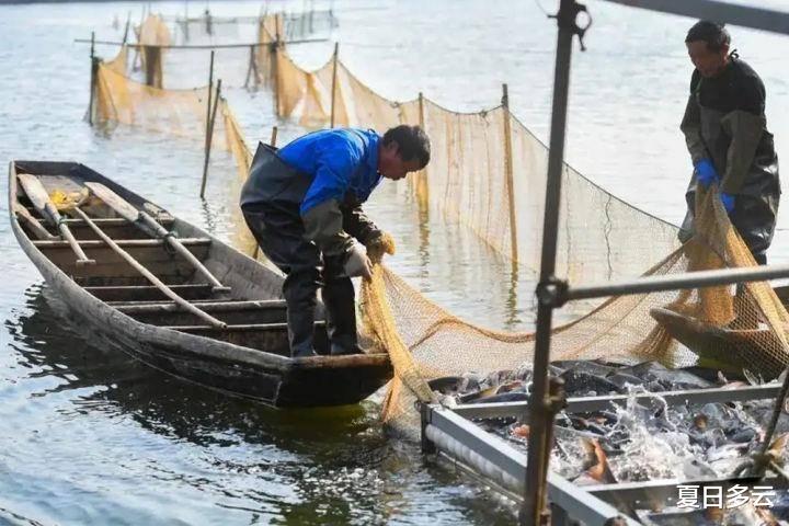 长江|长江10年禁渔计划才2年，鱼就多到局部泛滥，为何还要继续禁？