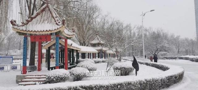 雪容融|下雪了，满街都是“雪容融”｜冰城人已经在冰场、雪地撒欢儿了