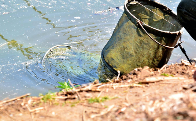 |夏季野钓学会这三招,天再热也不怕,只要鱼进窝,中鱼一条接一条