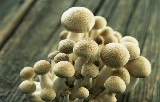 末日菇:生长在切尔诺贝利的真菌,不仅耐高辐射,而且靠“吞辐射”繁殖
