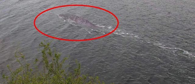 京杭大运河|长白山天池里到底有没有鱼？为什么？