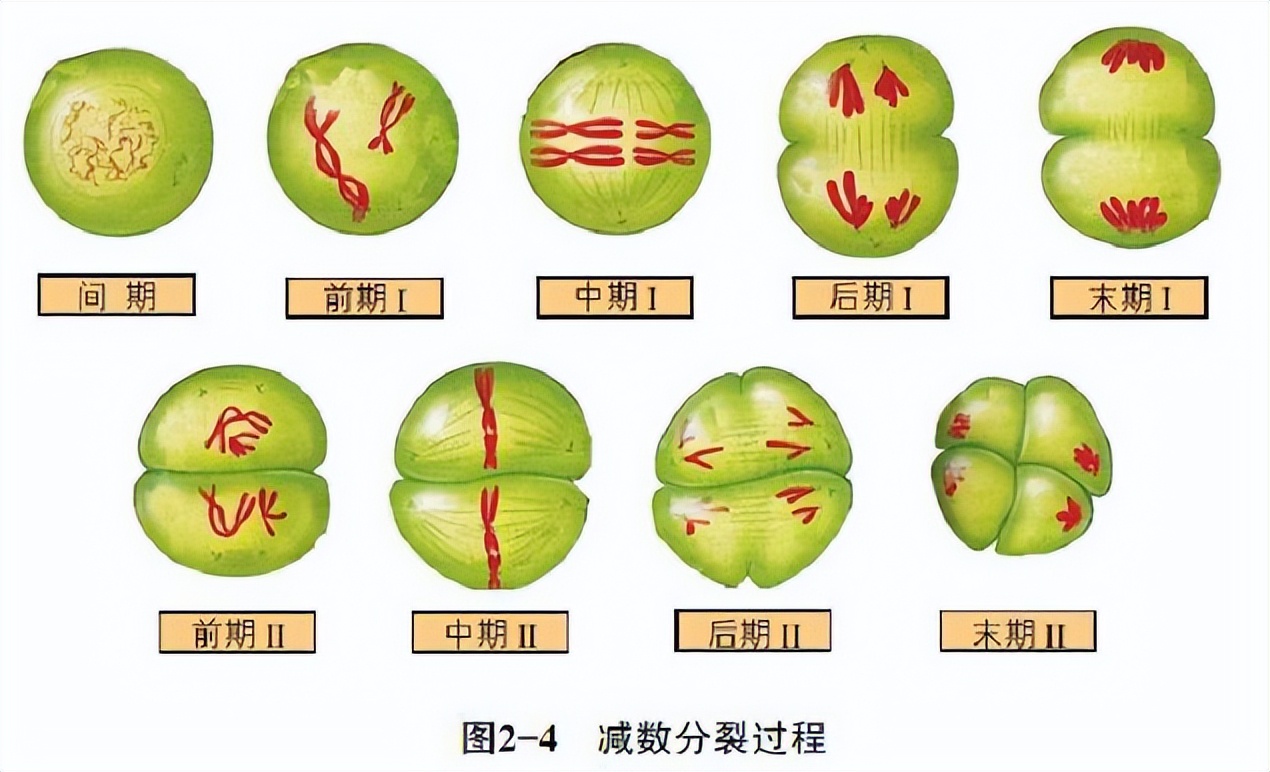 初中生物:重要知识点图解,内容清晰明了、简单易懂
