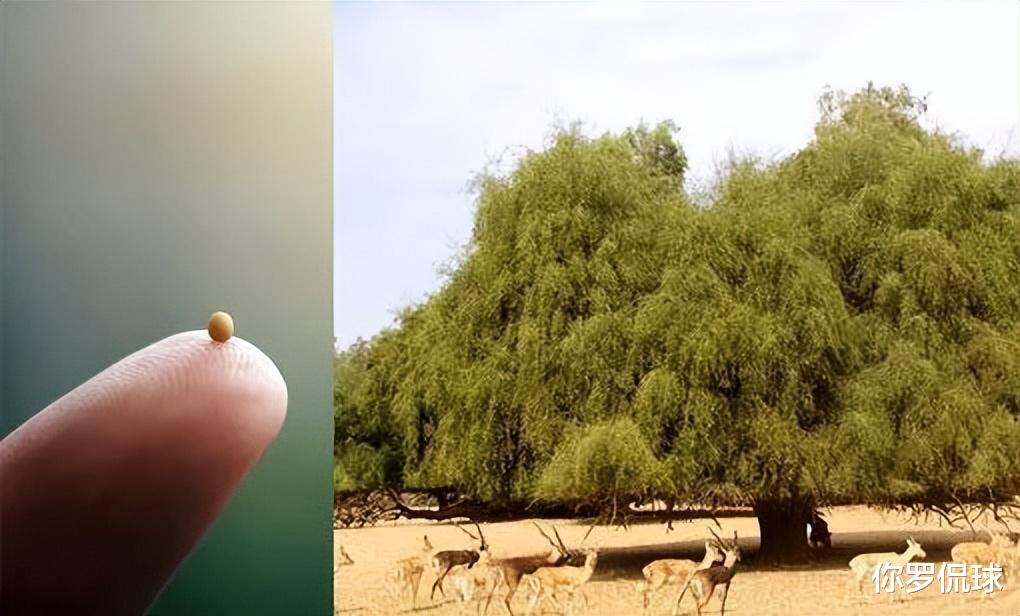 |尼克斯探花中文纹身引热议，直呼他被骗，但跟前辈比，他这还不错