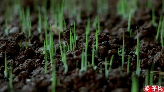 李子柒|消失近一年的天后——李子柒终于复出，背后隐藏的真相，让人难以咬牙切齿。
