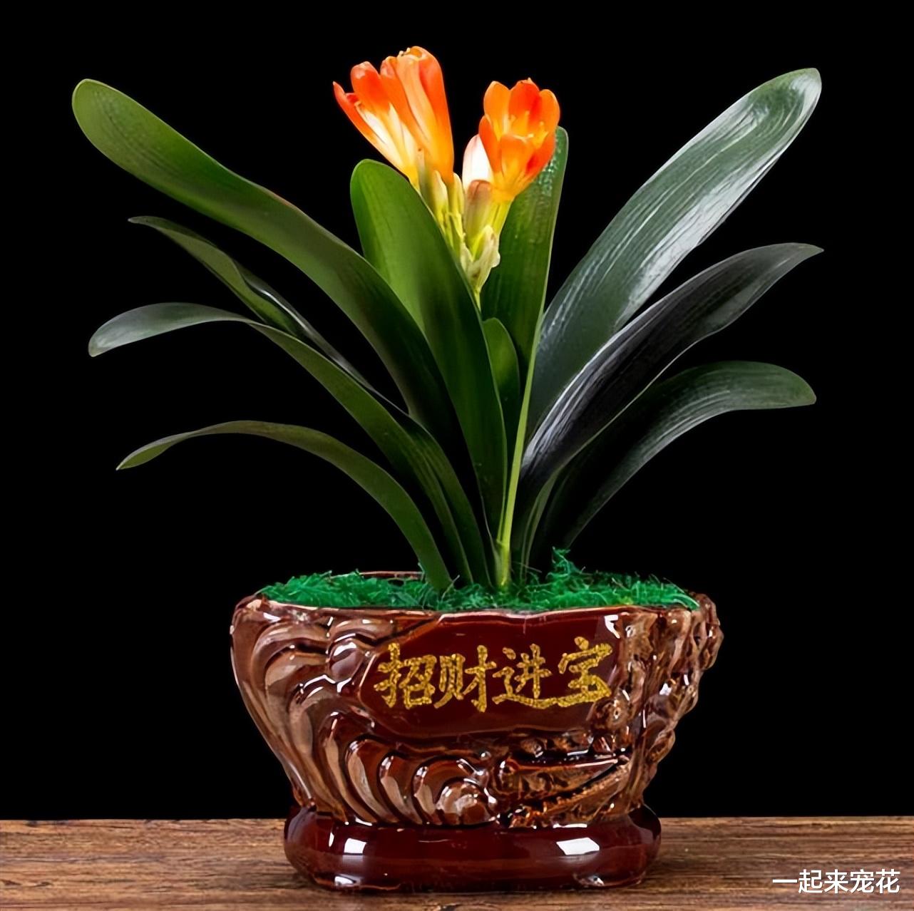 卧室摆上6种花,好养好看颜值高,净化空气,还能改善睡眠