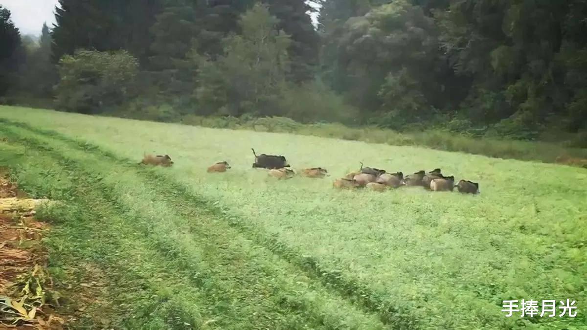 安徽发布野猪“猎杀令”,10元1斤回收,野猪肉不能直接吃吗?