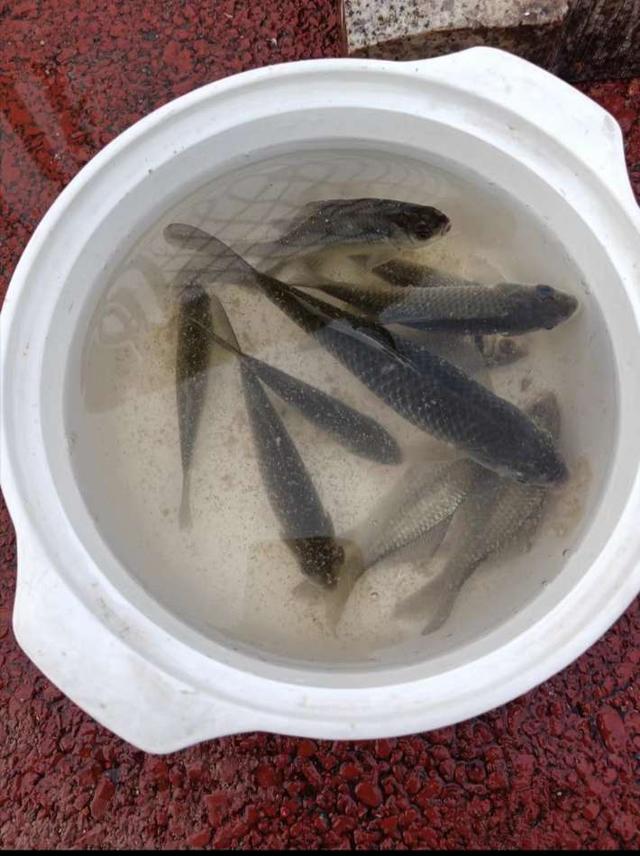 |浅谈逗钓都适用在哪些钓法之中