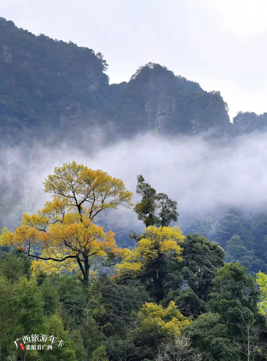 浙江省|你好，十二月！共赏冬酿的时光！| 广西旅游年卡