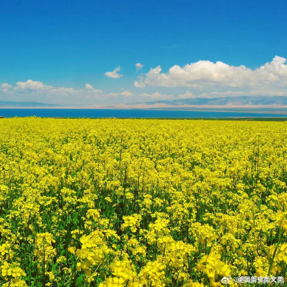 青海湖|啊！夏天，美丽的青海湖