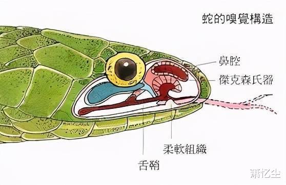 蛇最怕什么东西?夏天如何正确防蛇?