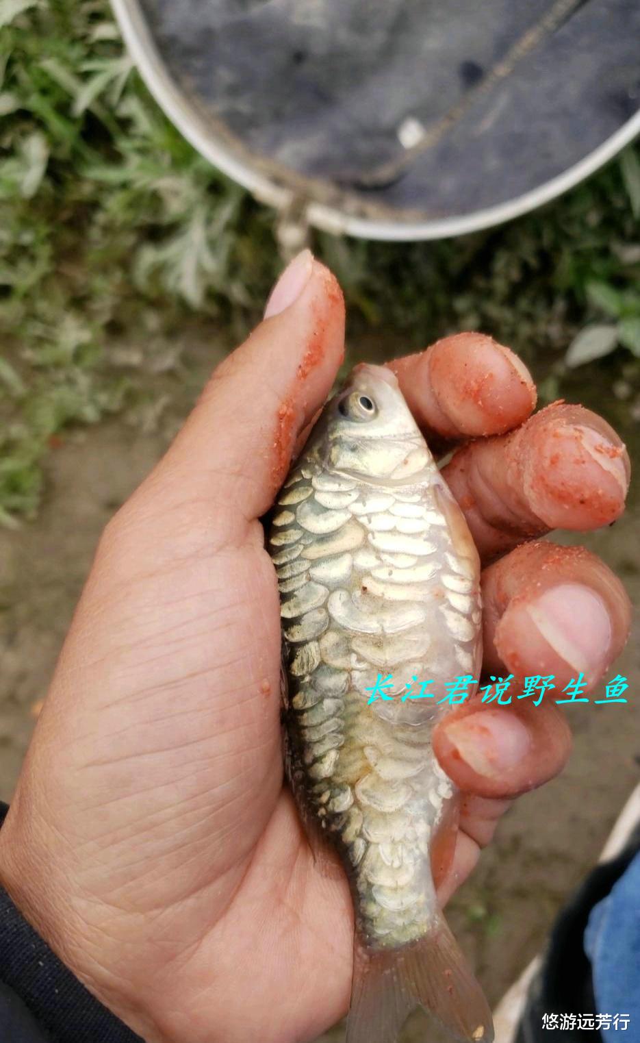 浙江省|浙江男子河里钓了条大鲤鱼,发朋友圈炫耀,结果朋友都劝他不要吃