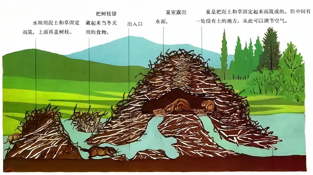又是入侵物种!上海多地发现“巨型老鼠”,谁能降服它们?