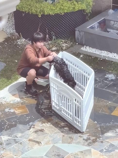 邹市明|邹市明10岁儿子曝近况！轩轩亲自给宠物狗洗澡，宅院内景气派豪奢
