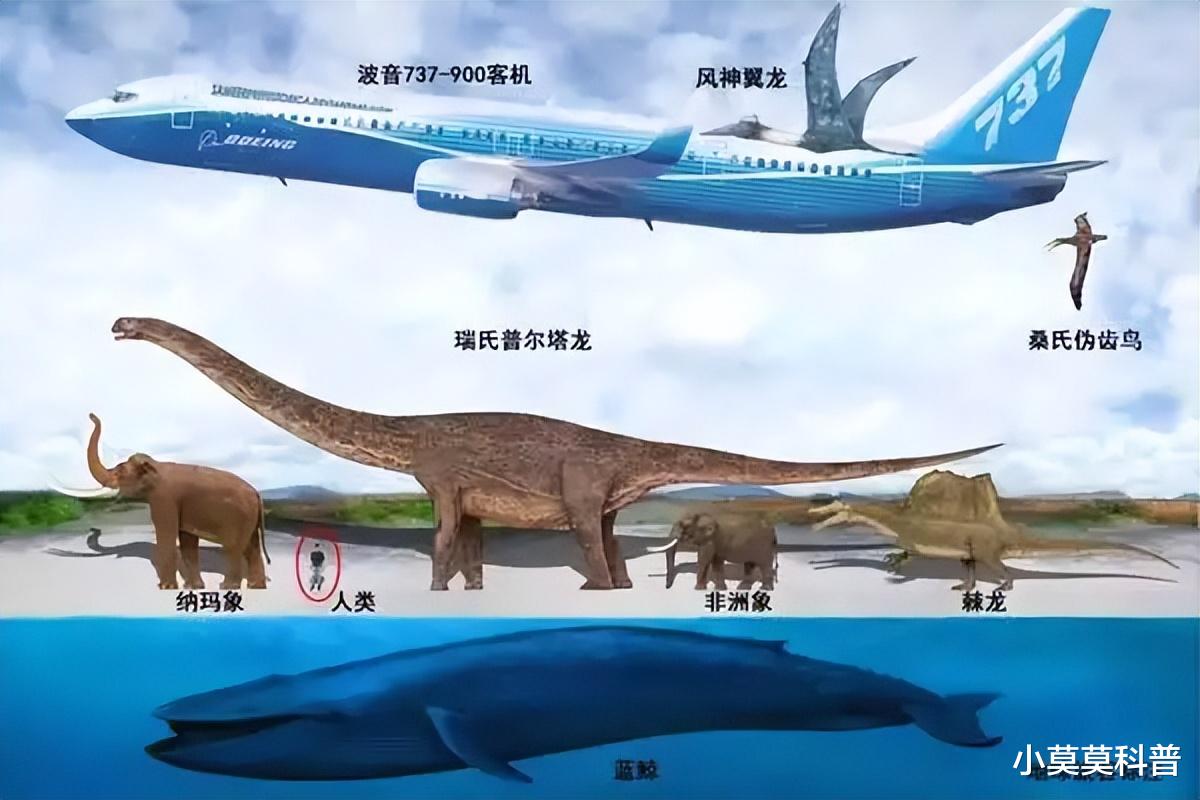人类捕获的最大生物是什么?这十种生物,体积超出了你的认知