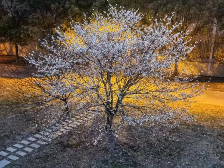 求职|在夹缝中的网课一代人