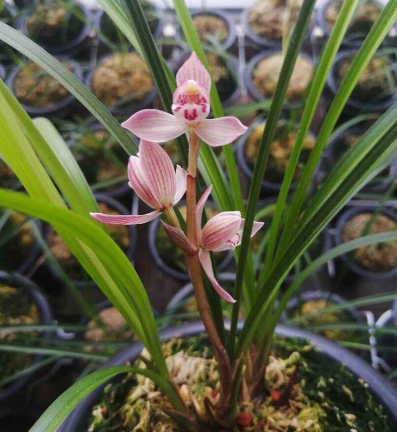 兰花|入手养兰花,生活充实,乐在其中