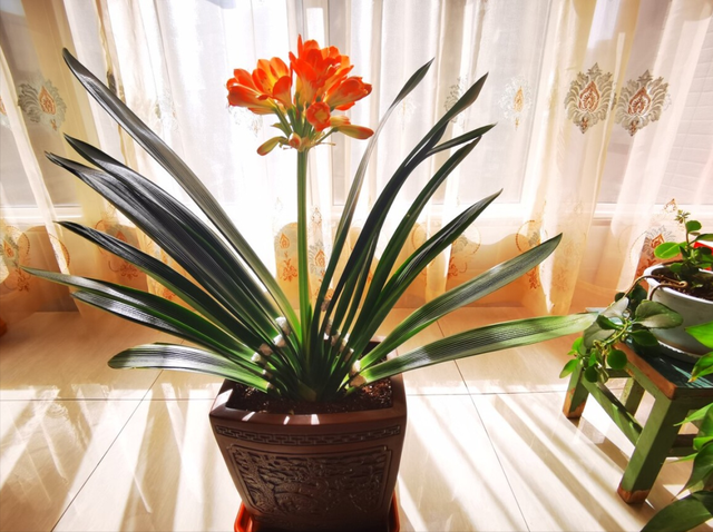 客厅养花“有讲究”,别随便,这6种,高档有格调,还能净化空气