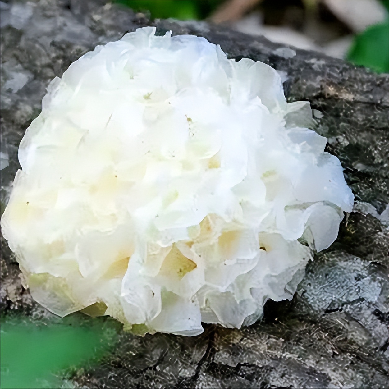 耳鸣|为什么说甲状腺结节吃樱桃和鸡肝最好?