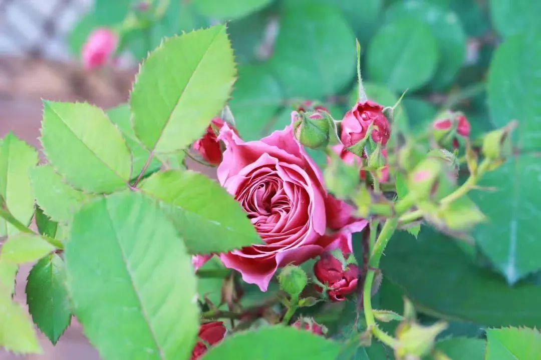 买了栋，复式双露台房，历时4年改造成露台花园，太好看了