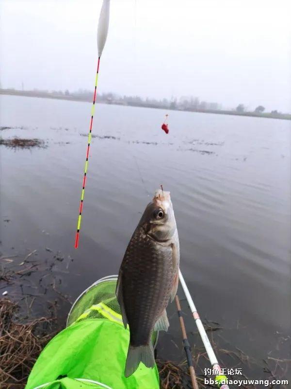 |借钓鱼王慧眼识“疯影”