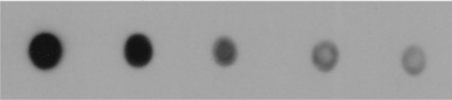 RNA Dot blot 实验流程