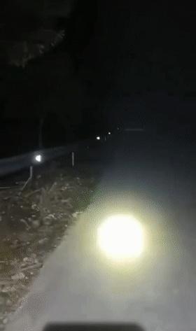 广东省|不敢动！广东男子夜钓被金环蛇缠住，网友：来时好好的，回不去了