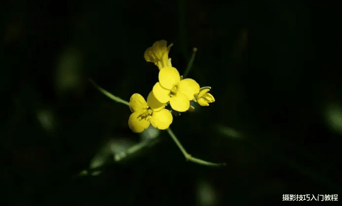 摄影技巧：春季油菜花拍照全攻略，真是太美了