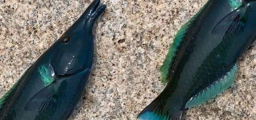 男子海钓钓到一身墨绿色的怪鱼,鱼鳍还闪着蓝色,是有毒的海鱼?