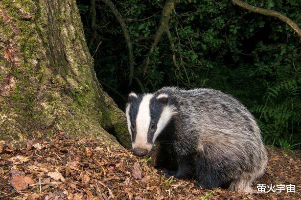张雪迎|英国摇滚歌手嗑药太嗨产生幻觉，与女友亲热时以为她是一只獾
