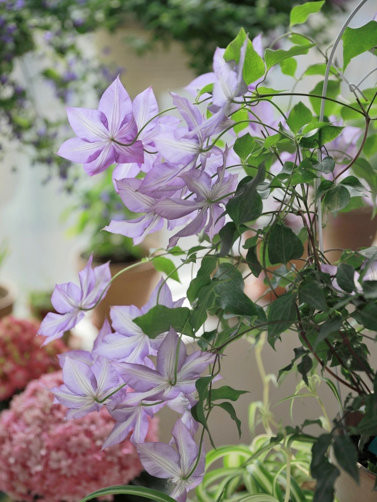 1年前,买了一栋带200m2花园的房子,不装修也要先把花园建起来