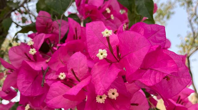 iPhoneSE|iPhoneSE3评测：既爱又恨！