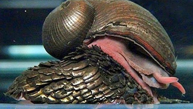 地球上唯一将铁融入外骨骼的物种，科学家只搞懂了它一半秘密！