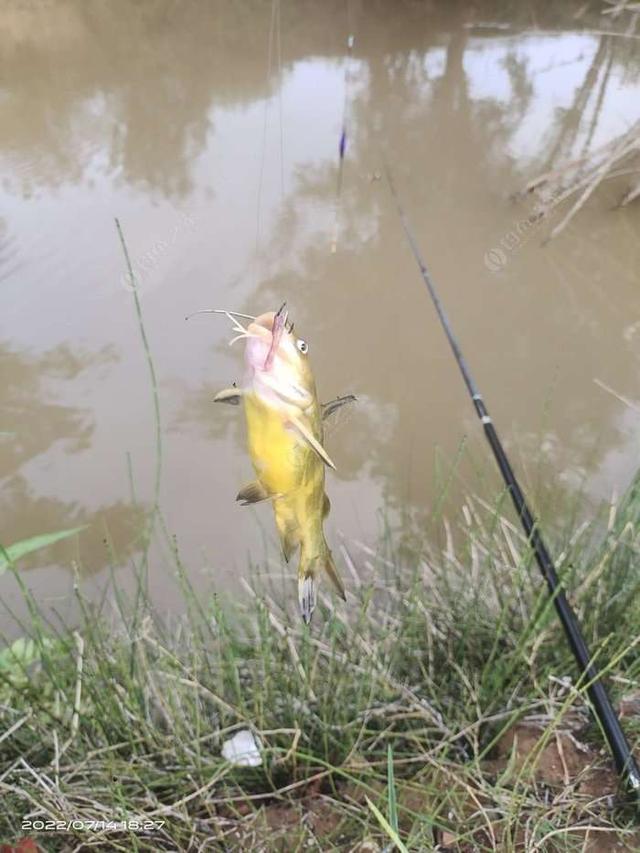 白鲢|【作钓报告】往事不堪回首,鱼获知道多少