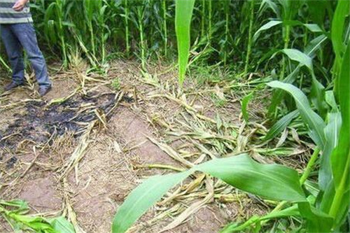 2009年，安徽20岁少女在玉米地惨遭奸杀，凶手：怪她长得太漂亮了