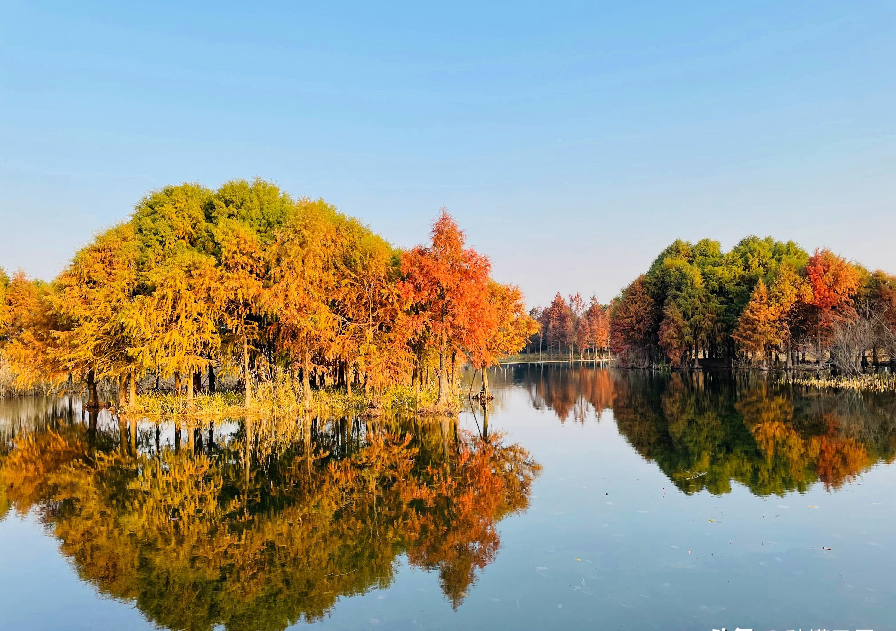 |无锡又一公园火了,和太湖一堤之隔,不要门票适合遛娃拍照赏秋