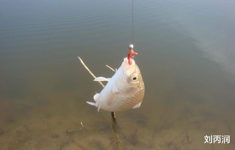 |有些钓鱼人宁愿把钓到的小鱼丢在岸边晒死也不放生,他们咋想的?