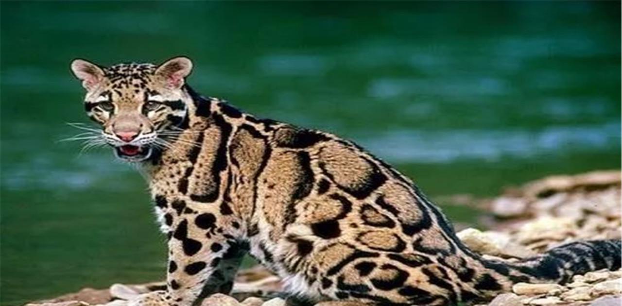 科学家发现诡异现象:猫科动物开始往高处迁移,这是怎么回事?